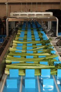 Celery Waterjet 1
